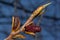 Young twig of blossoming poplar tree with male catkins against the blue sky. Populus canadensis