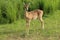 A young Ugandan kob in Murchison Falls National Park in Uganda