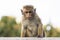 Young, ugly looking Macaque Monkey, Sri Lanka