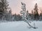 Young ugly pine in winter