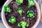 Young unblown hyacinth flowers in big clay pot, top view