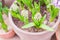 Young unblown hyacinth flowers in big clay pot, top view