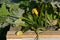 Young uniform-color zucchini or courgette plant with yellow flowers