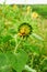 a young unopened sunflower grows in a field