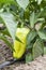 Young unripe fruit pepper on the bush