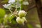 Young unripe fruits on an apple tree