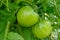 Young, unripe tomatoes grow among green leaves