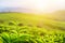 Young upper bright green tea leaves in rays of sunset