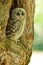 An young Ural Owl