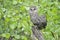 Young Ural owl