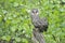 Young Ural owl on a tree