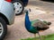 Young urban feral peacock struts between unidentifiable cars. UK.