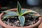 Young variegated agave americanca