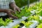 A young vegetable gardener inspects green acorns and lettuce at the greenhouse farm.