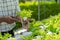 A young vegetable gardener inspects green acorns and lettuce at the greenhouse farm.