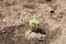 Young vegetable plant protected by piece of wood from worms