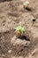 Young vegetable plant protected by piece of wood from worms on f