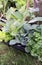 Young vegetable plants on the garden