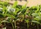 Young vegetable seedling growing in soil getting in the evening sunlight.