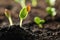 Young vegetable seedling growing in soil outdoors, space for text