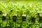 Young vegetables growing on water tray in control system, hydrop