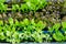 Young vegetables growing on water tray in control system, hydroponics