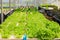 Young vegetables growing on water tray in control system, hydroponics