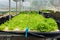 Young vegetables growing on water tray in control system, hydroponics