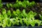 Young vegetables growing on water tray in control system, hydroponics