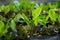 Young vegetables growing on water tray in control system, hydroponics system