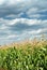 Young vegetation on a corn field