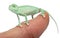 Young veiled chameleon on finger