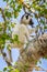 Young Verreaux`s Sifaka Lemur