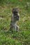 Young vervet monkey