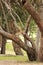 Young vervet monkey sitting on tree trunk
