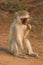 Young Vervet Monkeys