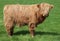 Young, very hairy highland calf stood in field
