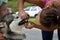 Young vet check outside the teeth to Alaskan Malamute, close up