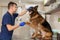 Young vet at the clinic with a dog German shepherd breed. Animal healthcare concept