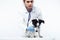 Young veterinarian doctor in blue gloves examine little cute dog jack russell isolated on white background, animal