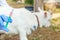 Young veterinarian woman with syringe holding and injecting goat kid on ranch background. Young goatling with vet hands