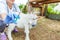 Young veterinarian woman with syringe holding and injecting goat kid on ranch background. Young goatling with vet hands