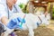 Young veterinarian woman with syringe holding and injecting goat kid on ranch background. Young goatling with vet hands