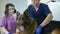 Young vets guy and girl inspect the German Shepherd at the clinic.