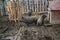 Young Vietnamese piggy on the barn yard. Little pigs feed on traditional rural farm yard