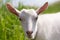 Young village goat grazing in a meadow