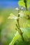 Young vine of gamay at Beaujolais, France