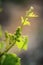 Young vine of gamay at Beaujolais, France