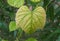 Young vine leaf in garden. Grape leaf background. Botanical plant