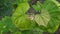 Young vine leaf in garden. Grape leaf background. Botanical plant